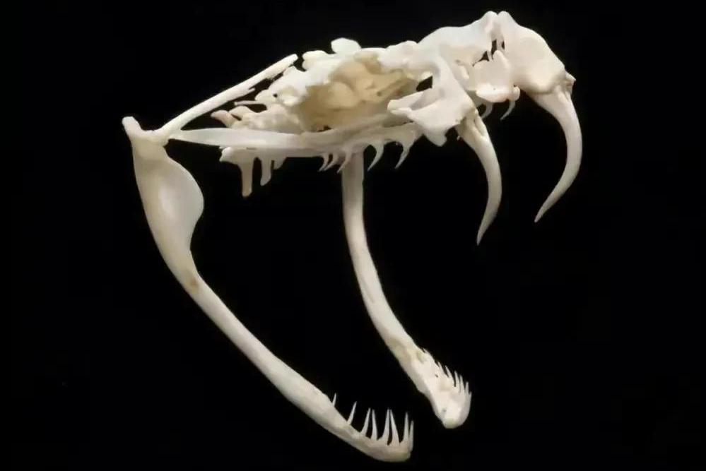 莽山烙铁头5000一条是真的吗,莽山烙铁头和大熊猫哪个珍稀