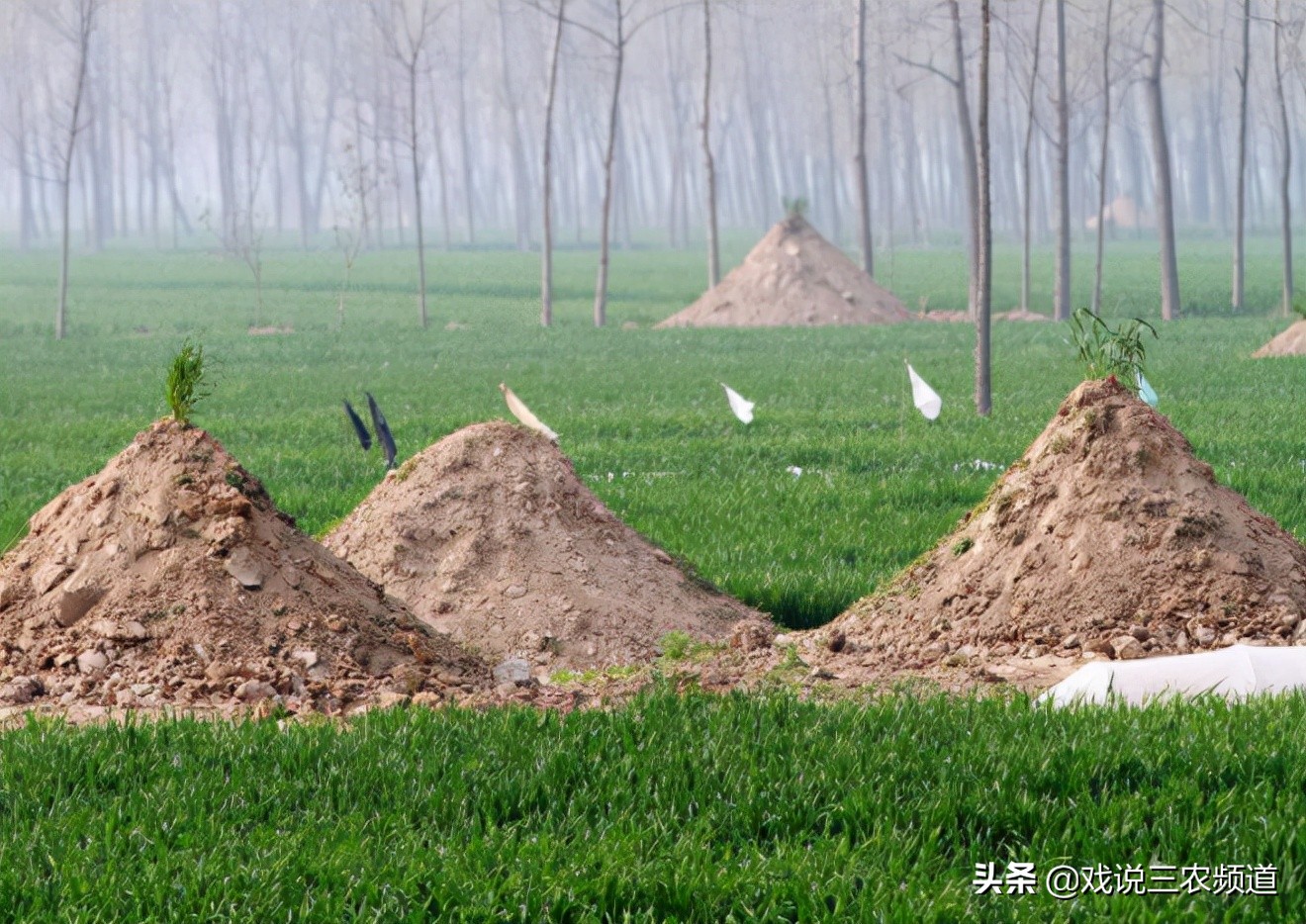 丧葬改革再出新动作,迁坟政策