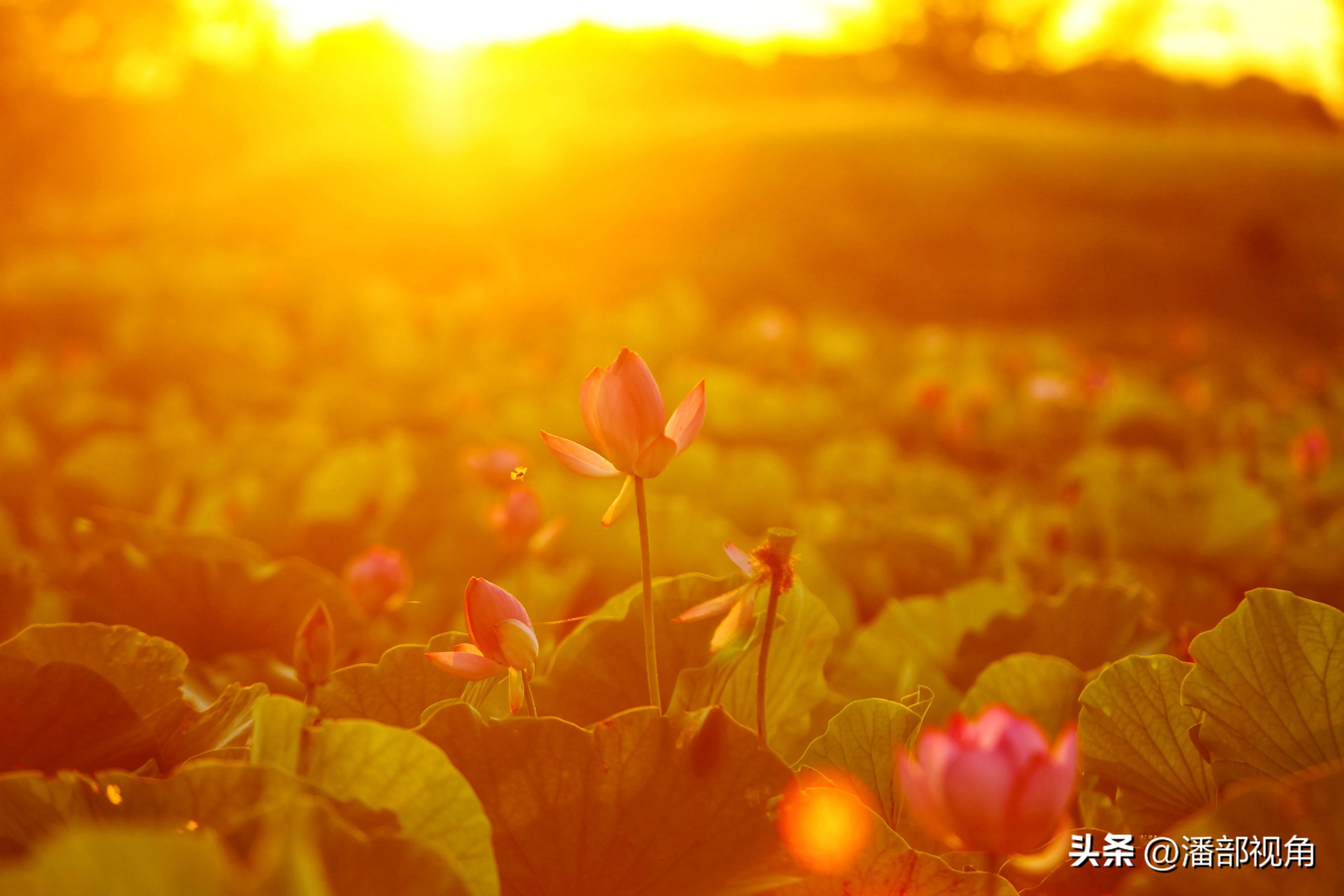 无锡七月底哪里的荷花开了,无锡太湖荷花开了吗