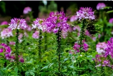 春天的问候唯美诗句,春天情话最美的句子