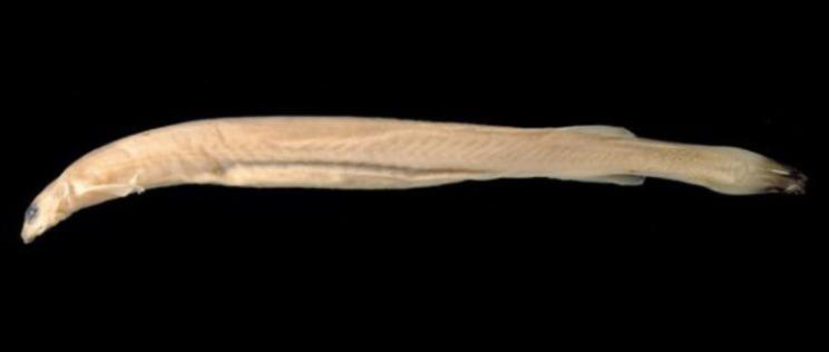 亚马逊“吸血鬼鱼”：专攻男性隐私部位，宿主死亡才离开