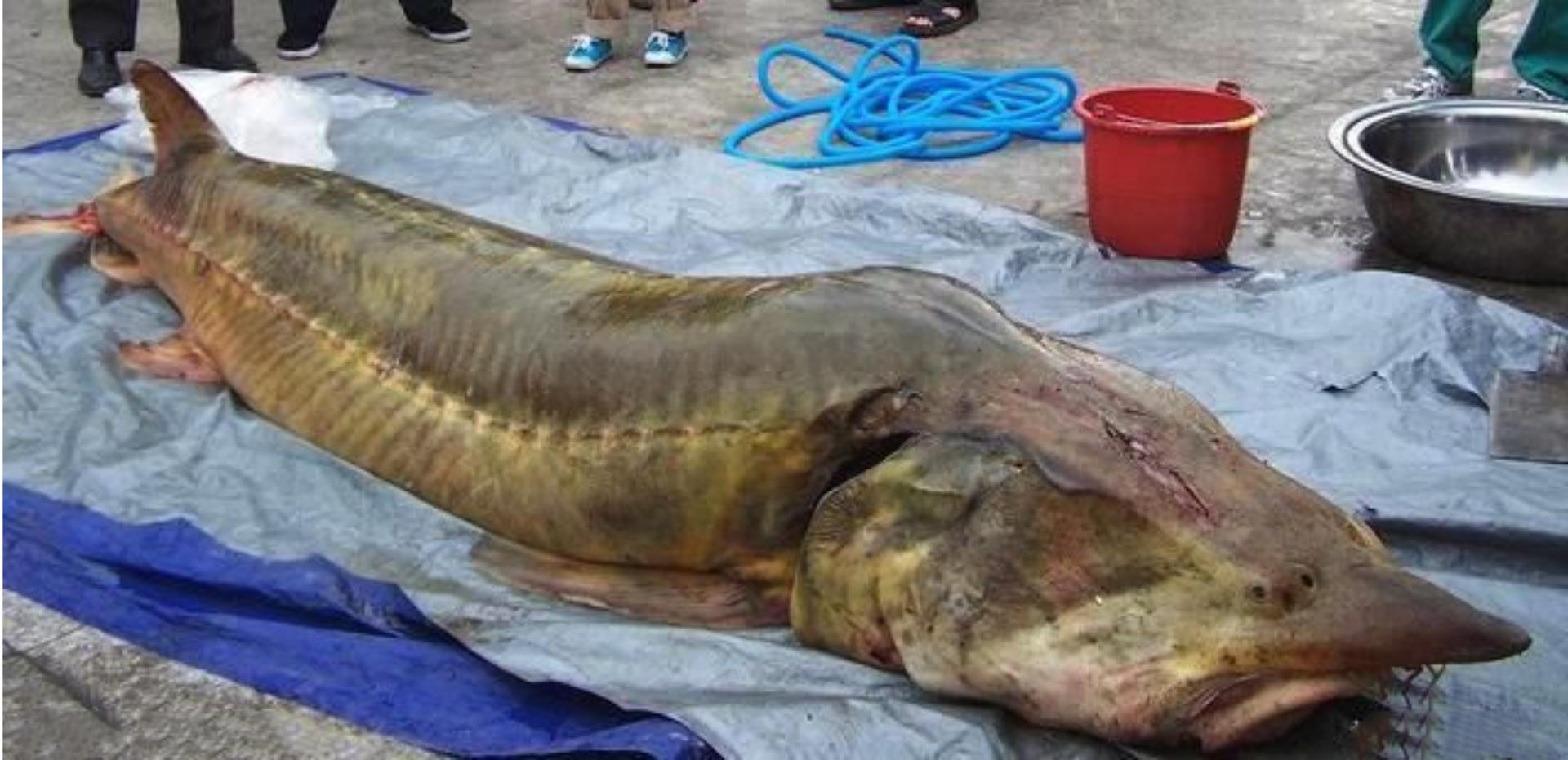 大鳇鱼1030斤现状,黑龙江2000斤鳇鱼是真的吗