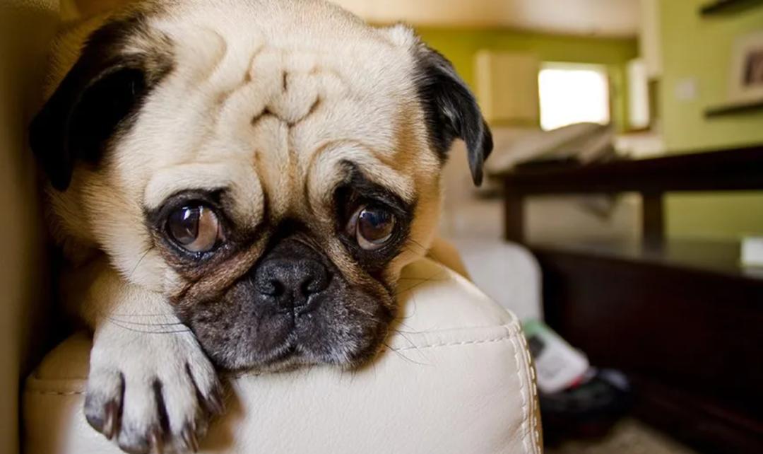 狗狗泪痕的原因,狗狗上火泪痕重什么原因