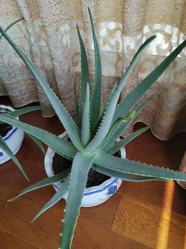 家里好养的绿植最新最流行的,家里好养的绿植推荐