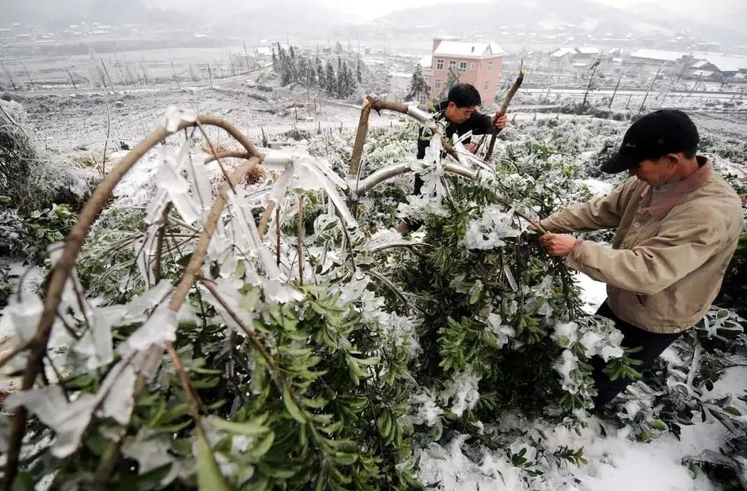 浙江“食蚁村”：人人吃蚂蚁，每天消耗百斤，蚂蚁越吃越多，为啥