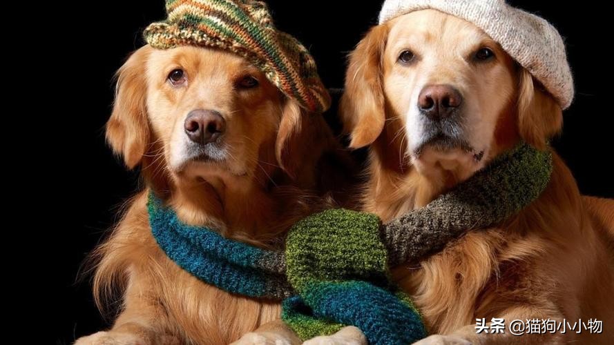 狗狗常见的4种“交配”方式，网友直呼：绝了