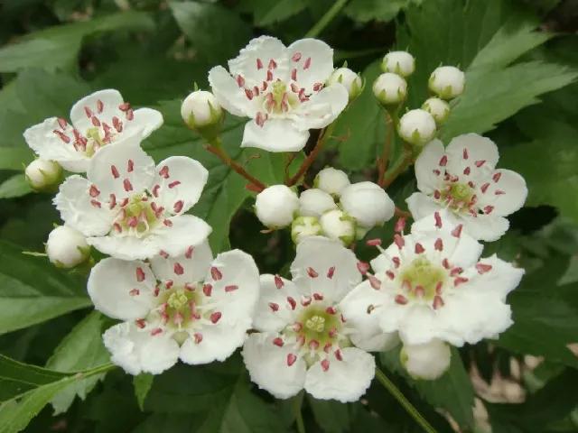 世界各国国花一览表,南美洲各国国花