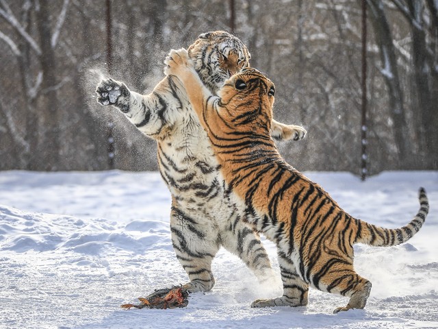 生肖虎一辈子对谁最好,生肖虎的最终的情感归属