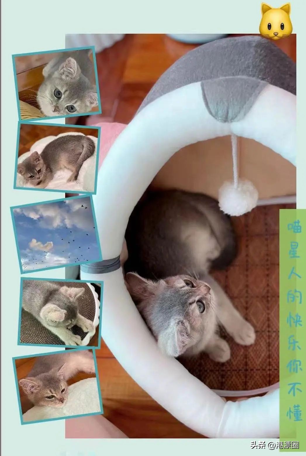 香港养猫领养,香港养猫攻略