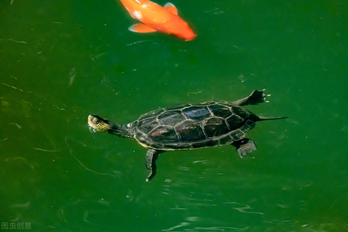 巴西龟是侵略物种吗,巴西龟泛滥成灾的危害