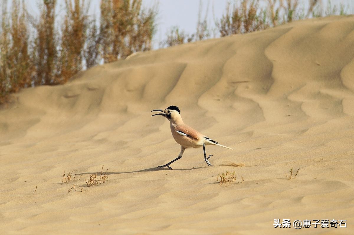 最好的咏鸟诗十首,历代名人咏鸟诗词