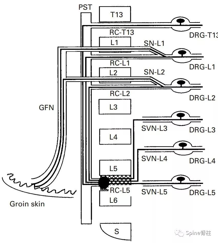 脊柱神经支配疼痛区域,脊柱神经支配的脏腑