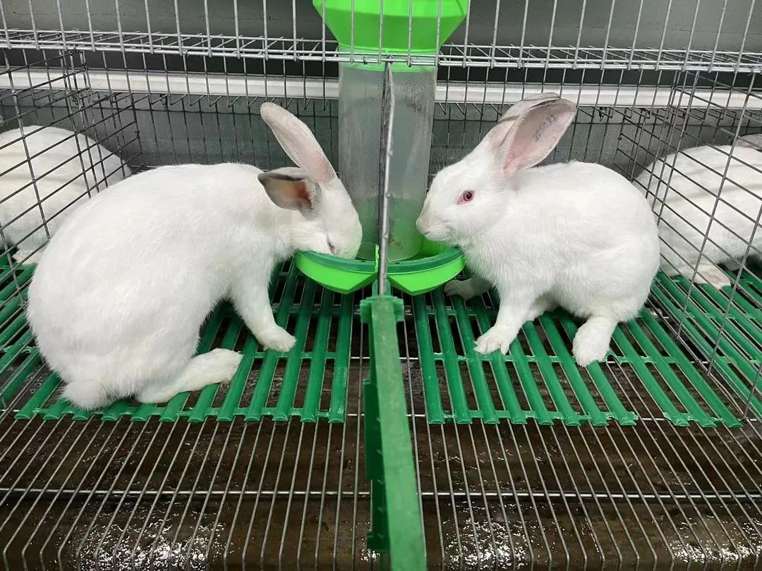 洲仔镇肉兔,小兔子乖乖把门开好运来