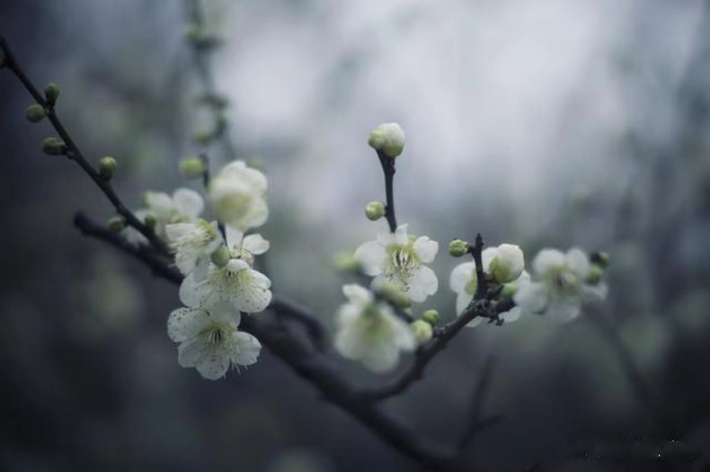 绿梅赞——说梅花极品“萼绿华”