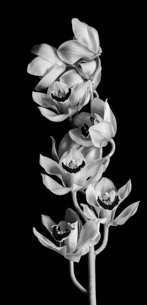 花朵黑白手绘图,黑白图片花朵