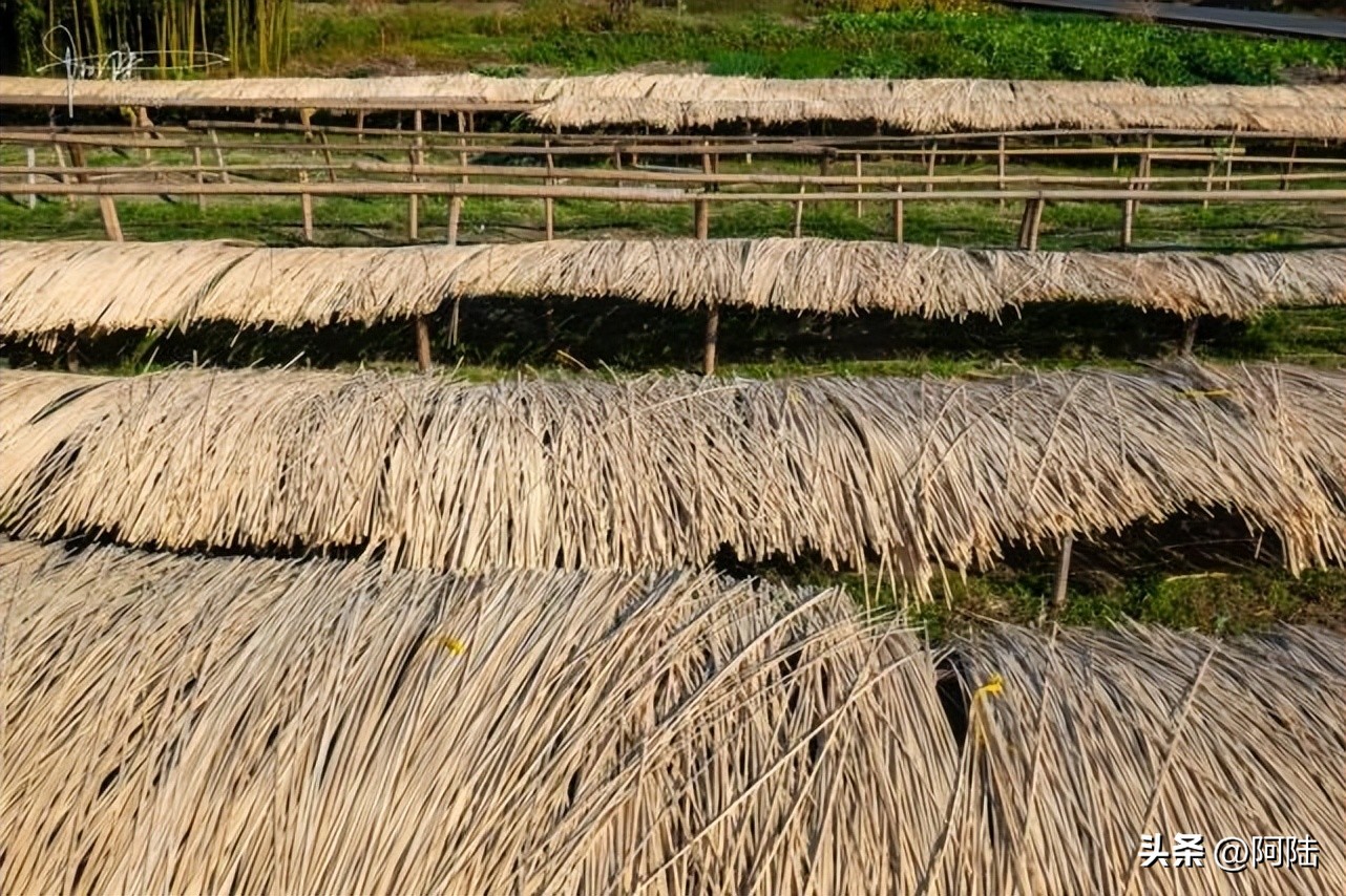 无意间路过太公堂村,邂逅了余杭“竹”功夫,人文风景挺不错