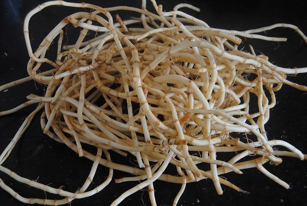 为什么说鱼腥草是害人草,鱼腥草是害人草还是养生草