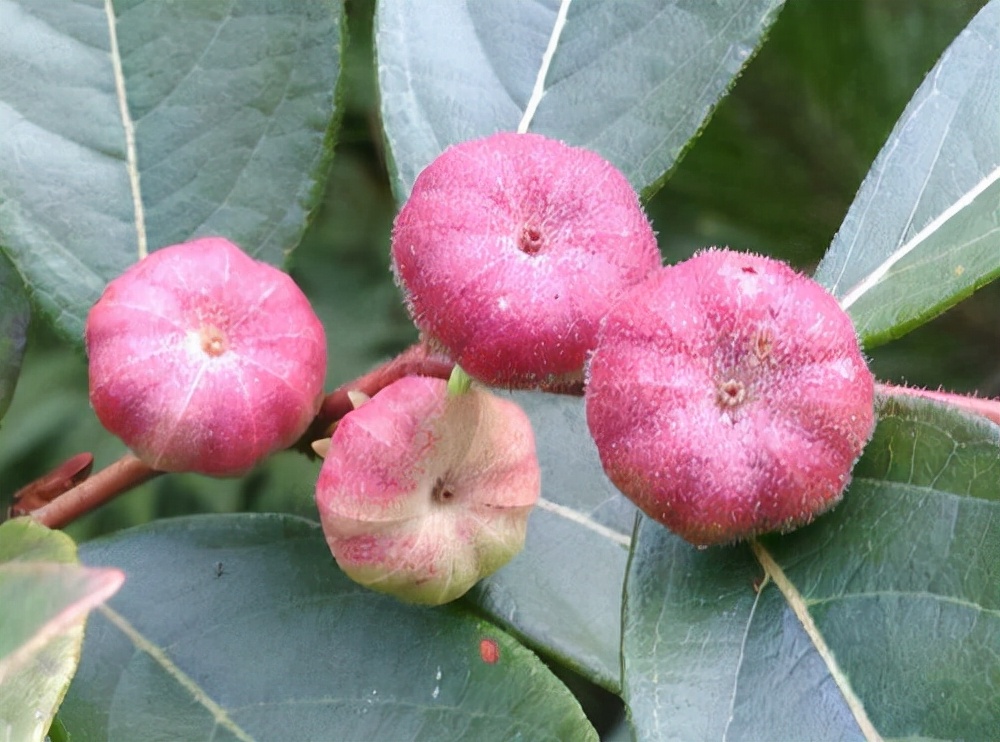 它有一个奇怪的名字叫算盘子，果实像小南瓜能治牙痛，你认识吗？