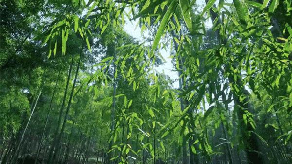 听竹林之声,听竹林中的流水声