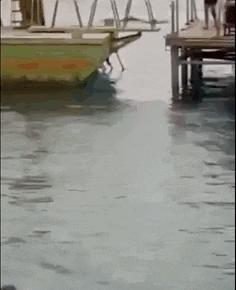 俄罗斯男子在海边被鲨鱼咬死,俄罗斯男子被鲨鱼咬死鲨鱼被捕