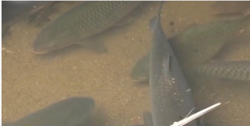 广西小伙养草鱼卖400,5亩养殖草鱼一年能赚500万