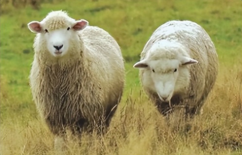 西南彝族的上古祖先,圣经和彝族有什么关系