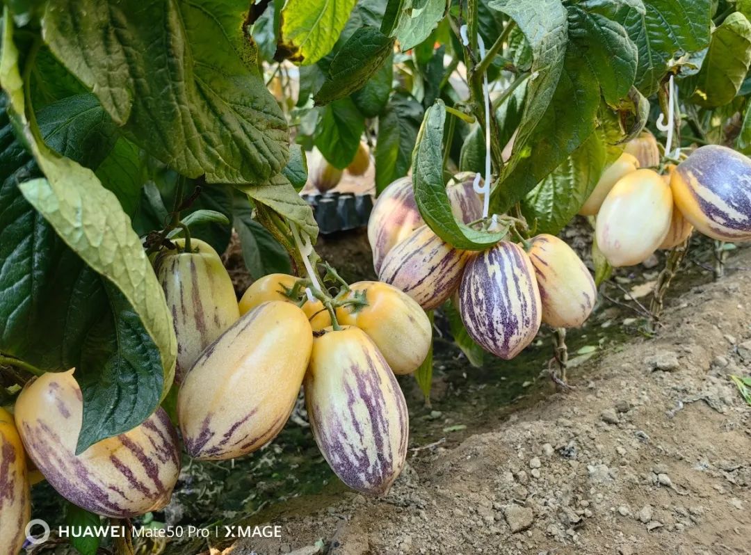 农村种植人参有前途吗,人参种子种植收益