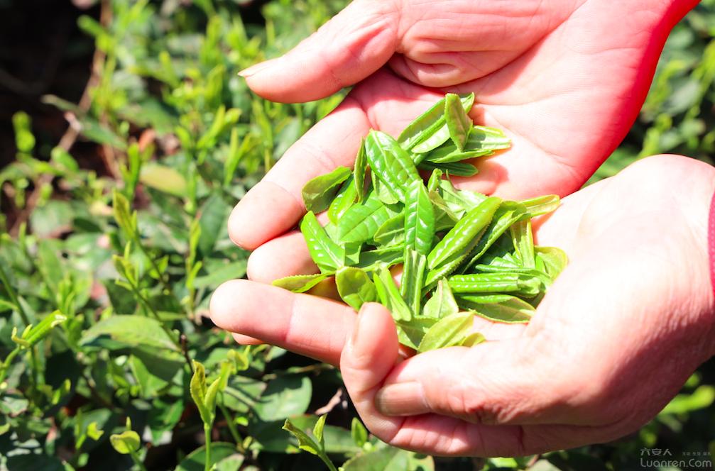 首发！请来这里喝杯六安茶