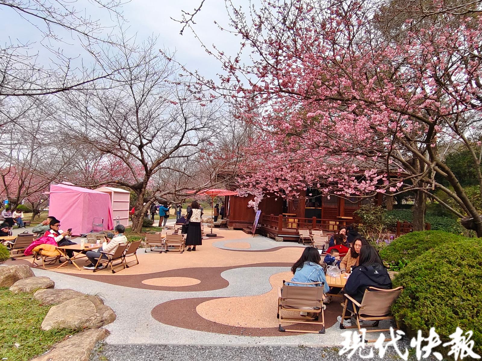 粉色花海似仙境,粉色花海无锡