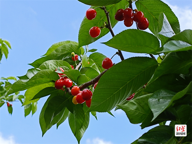 2024成都蒲江樱桃采摘季活动,蒲江光明乡樱桃采摘时间