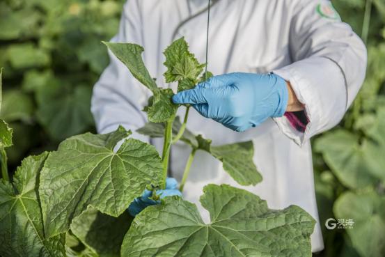 西海岸新区张家楼：以文塑旅、以旅促产，乡村振兴“一池春水”正激荡