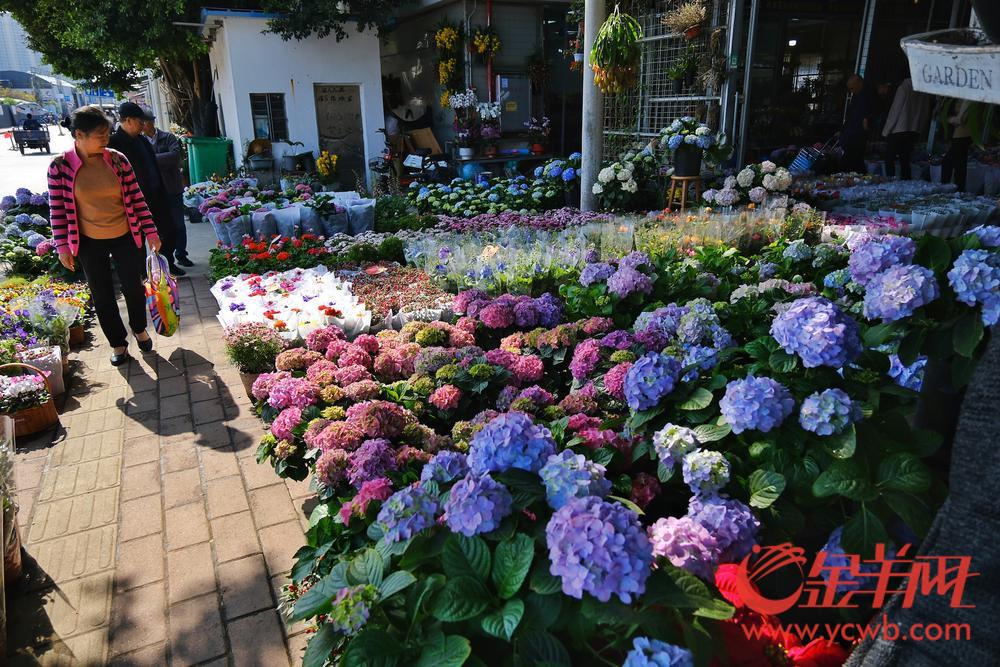 广州年花的品种名称价格,今年广州花卉市场行情