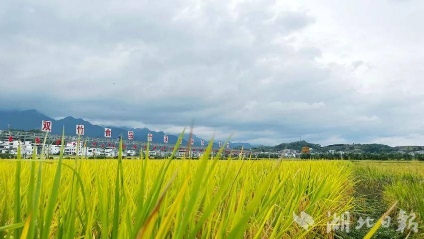 竹溪：万人云品贡米宴三级媒体大直播