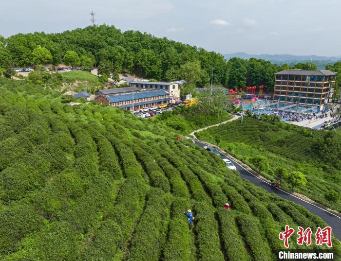 湖北谷城高山生态茶,谷城名茶排名前十的茶
