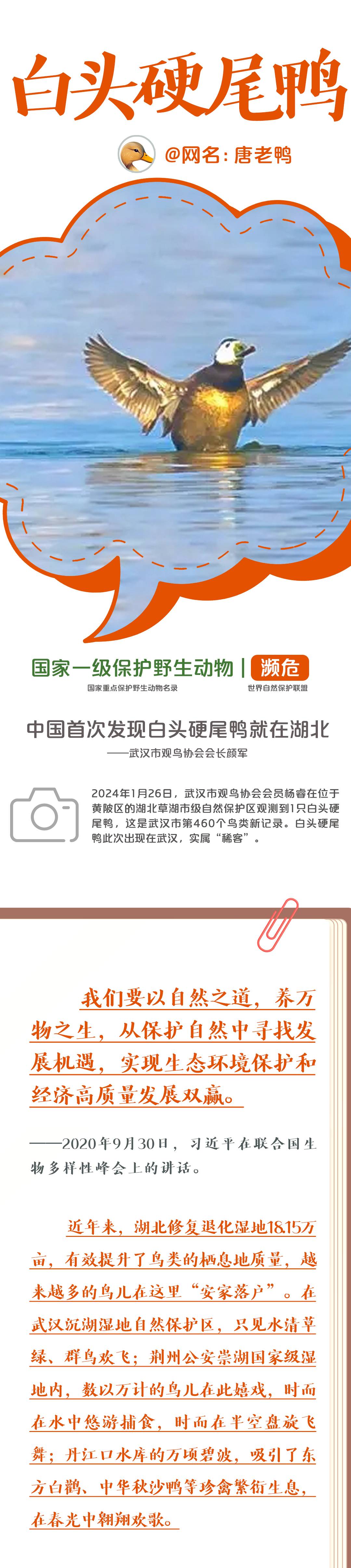 大熊猫的朋友圈,大熊猫朋友圈