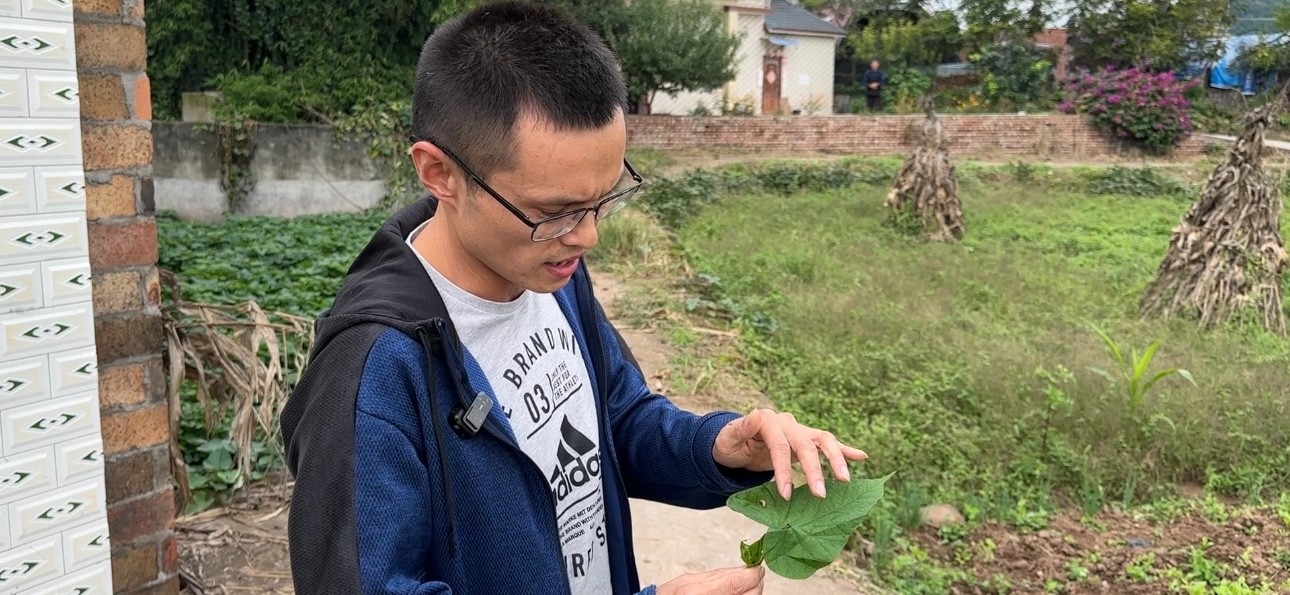 阳光政务｜简阳一农户田地里遭遇“虫子大军”怎么办？