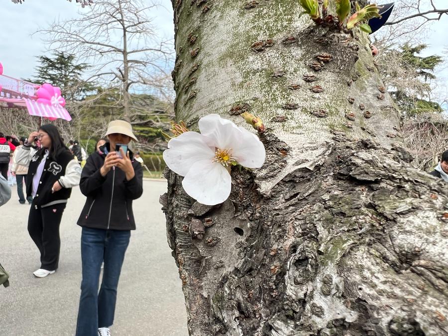 人文青岛特别策划|人间四月天，芳菲山海间——春花漫天遍野，追溯青岛花海背后的人文气息和吸引力法则