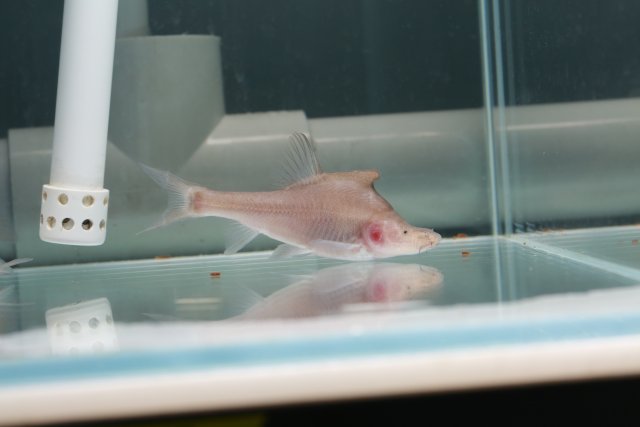 溶洞鱼没眼睛,洞穴鱼为什么会退化