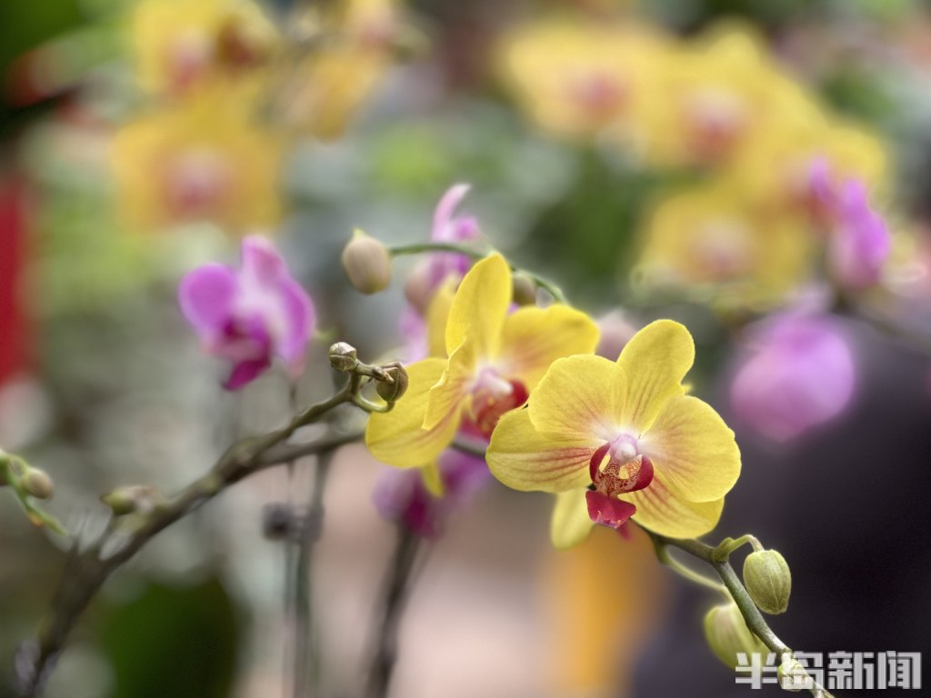 青岛高档绿植花卉,青岛春天的花卉