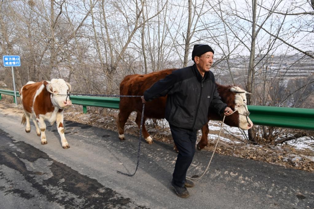【甘快看】记者手记：牛羊的去处