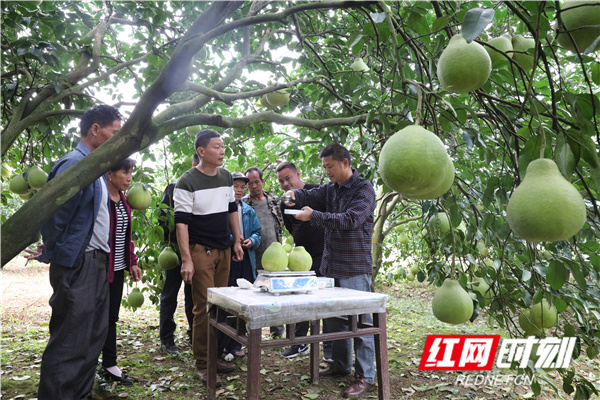 江永香柚黄,江永香柚好吃吗
