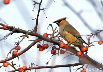 早起的鸟儿有虫吃下一句是啥,早起的鸟儿有虫吃