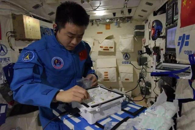 政和白茶顺应天时,政和白茶的种植方法