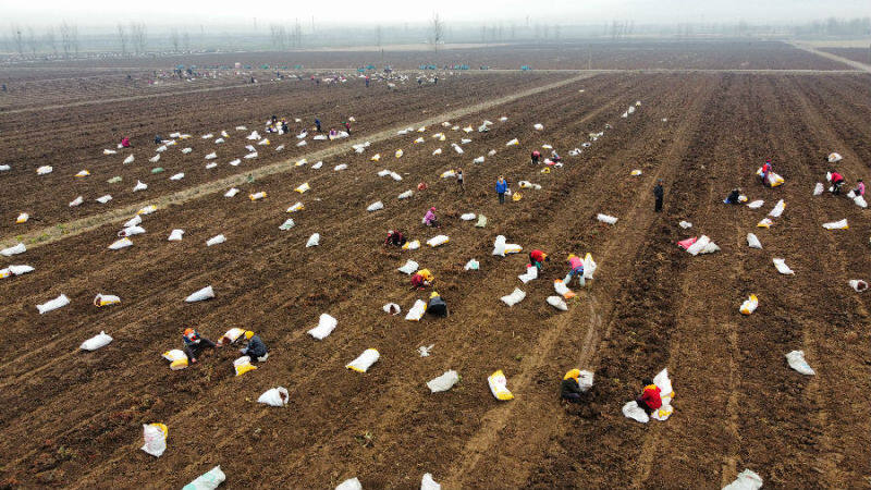 青岛市即墨区多渠道助力脱贫增收,青岛大田蓝莓丰收托起农民致富梦