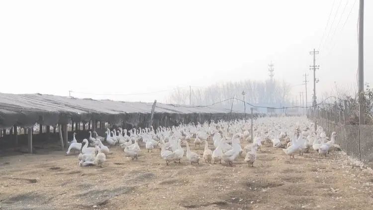 养鹅合作基地有哪些,农民创业致富好项目养鹅