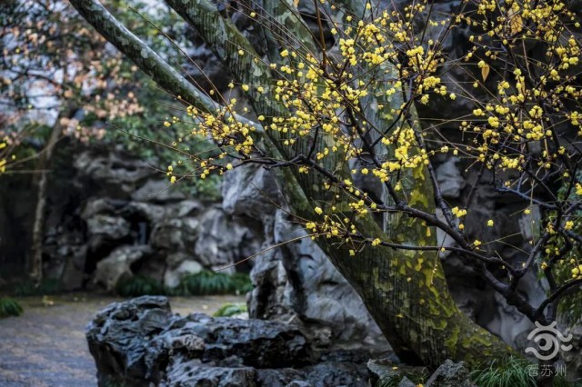 苏州赏腊梅最佳去处,苏州腊梅观赏攻略