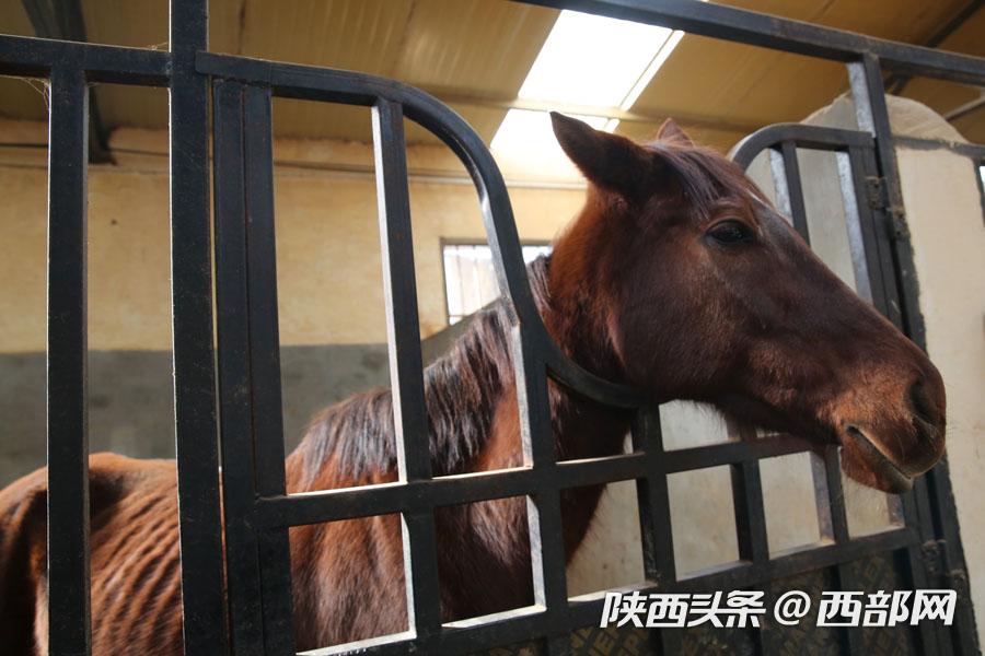 马术教练教学生视频,马术教练教你认识各种马