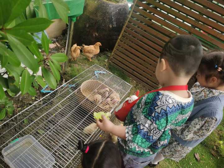 当班级里来了两只鸡……这群孩子不仅孵了蛋，赚了钱，还进行了生命教育