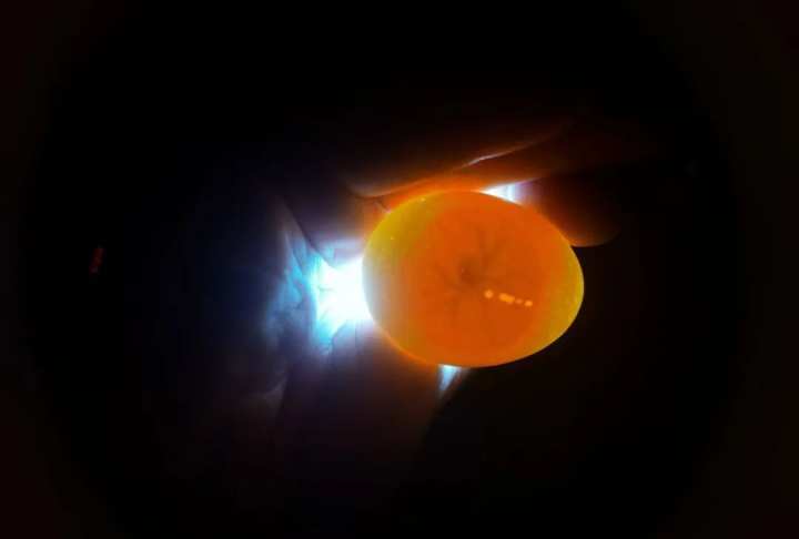 当班级里来了两只鸡……这群孩子不仅孵了蛋，赚了钱，还进行了生命教育