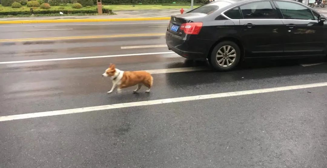 宠物方舱,宠物方舱真相在哪